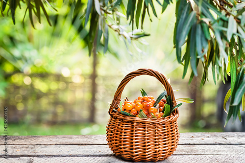 Yellow berries Hippophae and leaves. basket of sea buckthorns. Harvest sallowthorn. Collecting ripe berries seaberry for preparation of medicinal plants and cooking infusions and sandthorn tea.