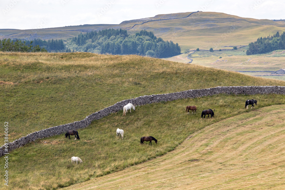 Obraz premium View of horses grazing in the countryside around the village of Conistone in the Yorkshire Dales National Park