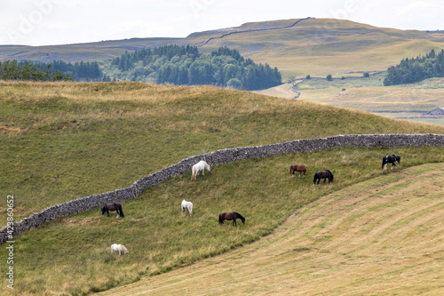 View of horses grazing in the countryside around the village of Conistone in the Yorkshire Dales National Park photo