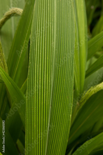 Leaf texture and pattern. Closeup view of Setaria sulcata  also known as palm grass  green leaves  growing in the garden.