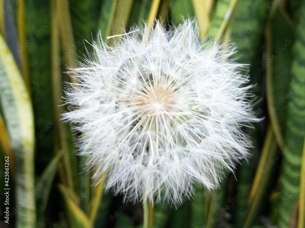 Fototapeta premium Sweet Dandelion