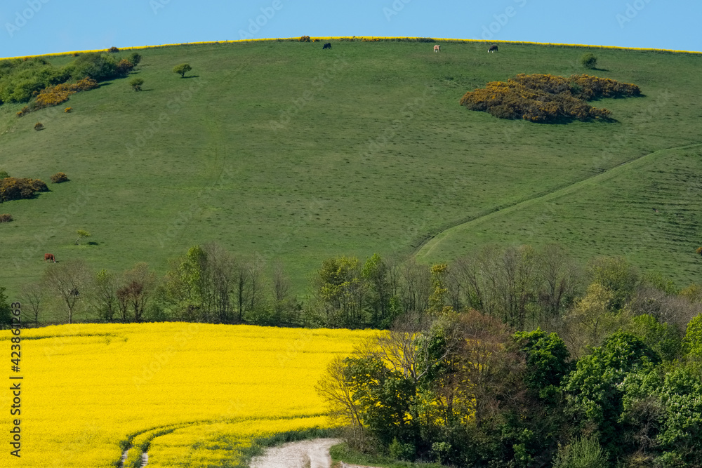 Obraz premium Rapeseed in the Rolling Sussex Countryside