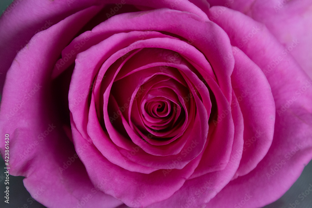 pink rose close up pink rose close up