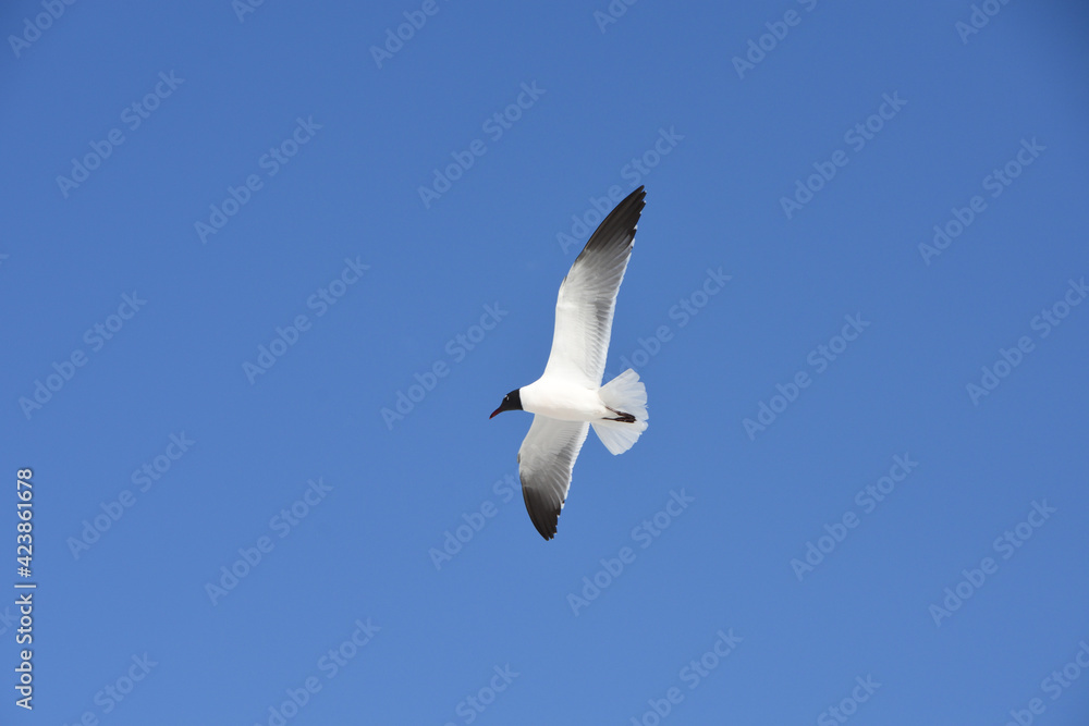 Laughing gull in flight at Lido Key beach, Sarasota, Florida, USA. Clear blue sky background.