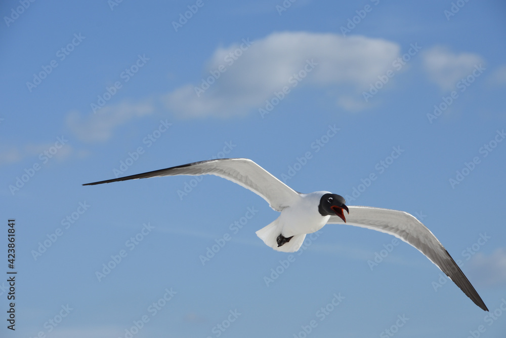 Laughing gull in flight at Lido Key beach, Sarasota, Florida, USA. Blue sky background. Laughing gull in flight at Lido Key beach, Sarasota, Florida, USA. Blue sky background.