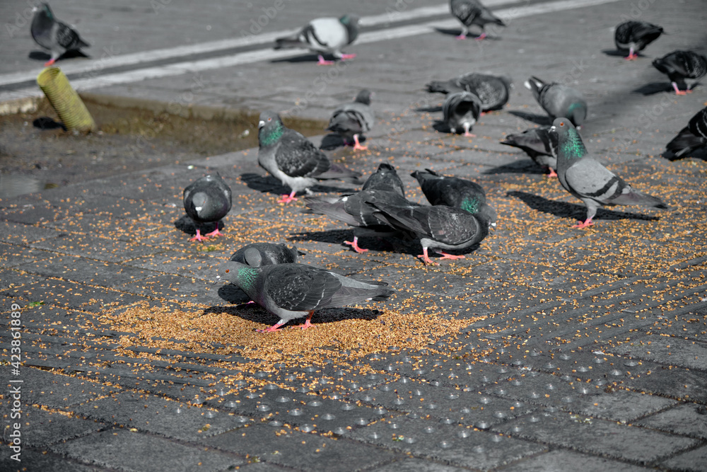 Obraz premium Many birds, pigeon and doves with colorful green and purple feathers in their necks on the bird seeds and foods in beyazit istanbul.