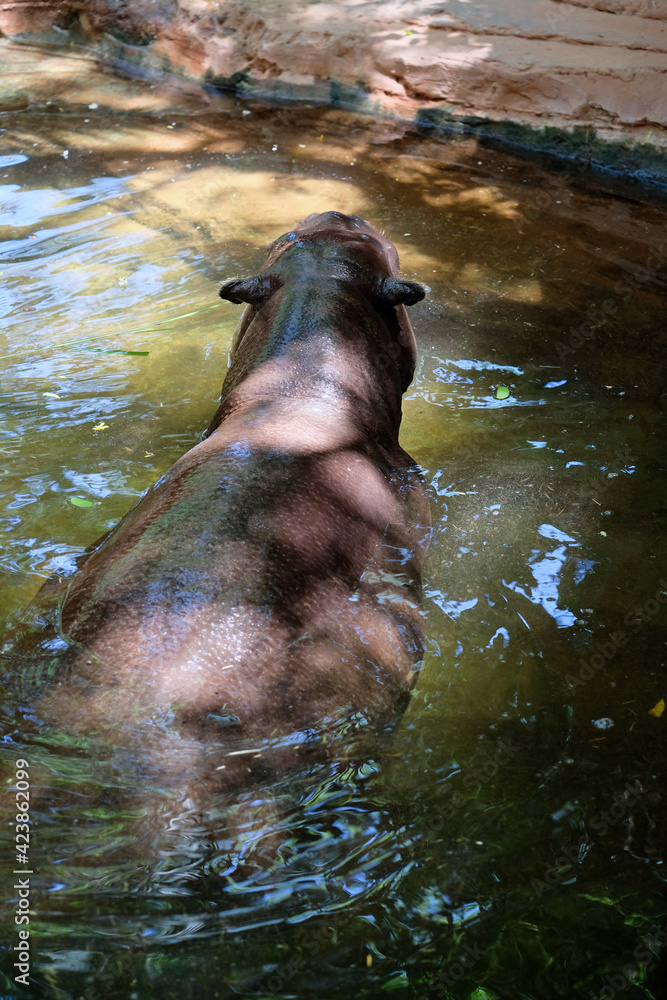 Fototapeta premium FUENGIROLA, ANDALUCIA/SPAIN - JULY 4 : Pygmy Hippopotamus (Choeropsis liberiensis or Hexaprotodon liberiensis) at the Bioparc in Fuengirola Costa del Sol Spain on July 4, 2017