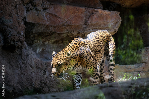 Fototapeta Naklejka Na Ścianę i Meble -  FUENGIROLA, ANDALUCIA/SPAIN - JULY 4 : Leopard Prowling in the Bioparc in Fuengirola Costa del Sol Spain on July 4, 2017