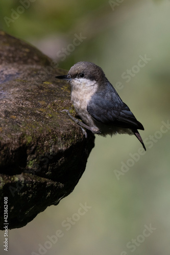 White-Breasted Nuthatch Perched For a Moment