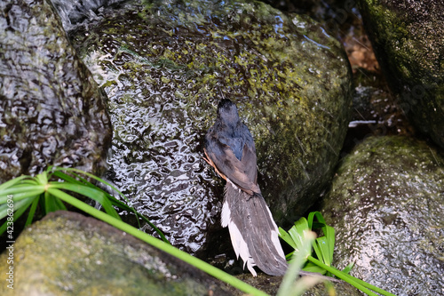 FUENGIROLA, ANDALUCIA/SPAIN - JULY 4 : White-rumped Shama (Copsychus malabaricus) at the Bioparc Fuengirola Costa del Sol Spain on July 4, 2017