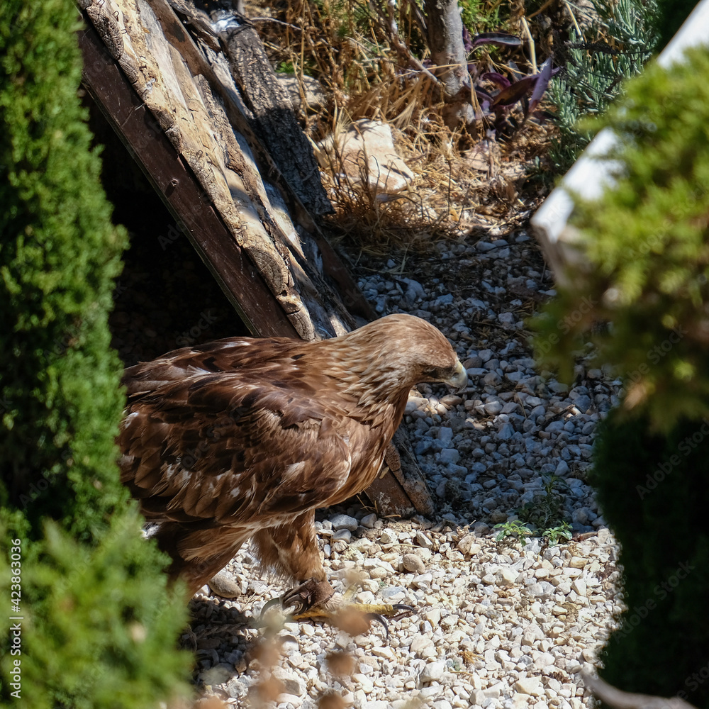 BENALMADENA, ANDALUCIA/SPAIN - JULY 7 : Golden Eagle (Aquila chrysaetos) at Mount Calamorro near Benalmadena in Spain on July 7, 2017 BENALMADENA, ANDALUCIA/SPAIN - JULY 7 : Golden Eagle (Aquila chrysaetos) at Mount Calamorro near Benalmadena in Spain on July 7, 2017