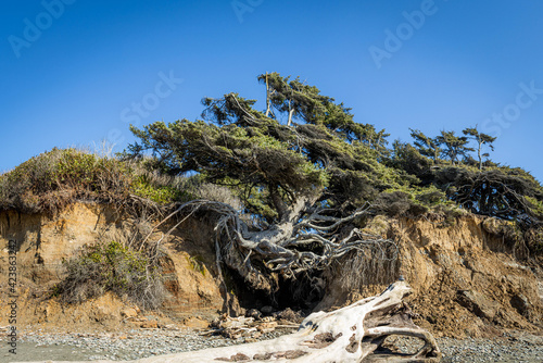 The tree of life on the coastline of Olympic National Park in Washington State clinging onto the cliffs on Kalaloch Beach. photo