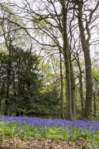 Fototapeta Naklejka Na Ścianę i Meble -  Bluebells in Staffhurst Woods near Oxted Surrey