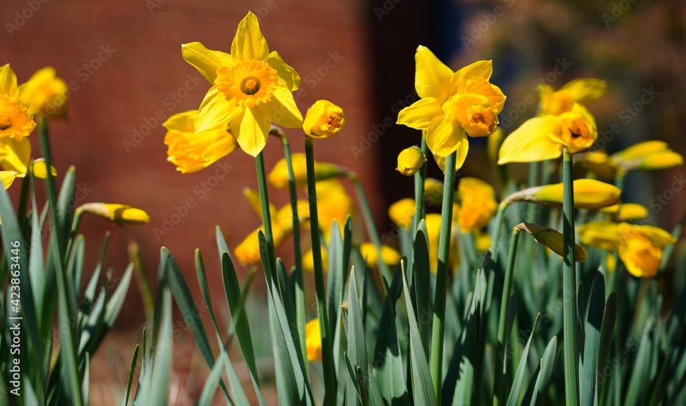Fototapeta premium Yellow and orange narcissus daffodil flowers growing in the garden