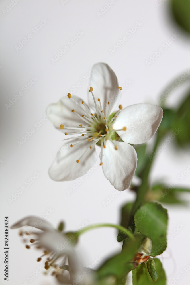 White small flower blossom Prunus spinosa family rosaceae modern background high quality prints