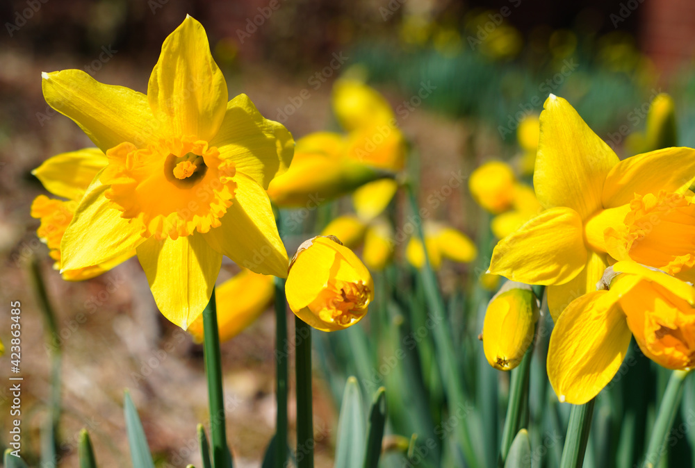 Obraz premium Yellow and orange narcissus daffodil flowers growing in the garden