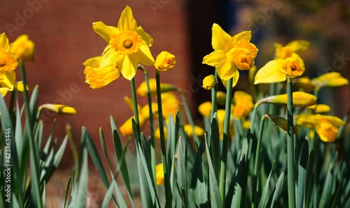 Yellow and orange narcissus daffodil flowers growing in the garden
