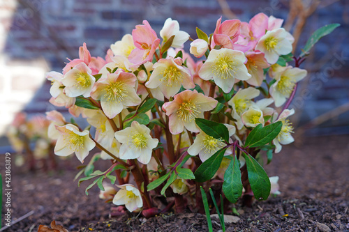 Pink hellebore flower of the helleborus Mahogany Snow (Christmas or Lenten rose) growing  in the spring garden