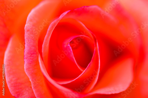 Red Rose CLose Up