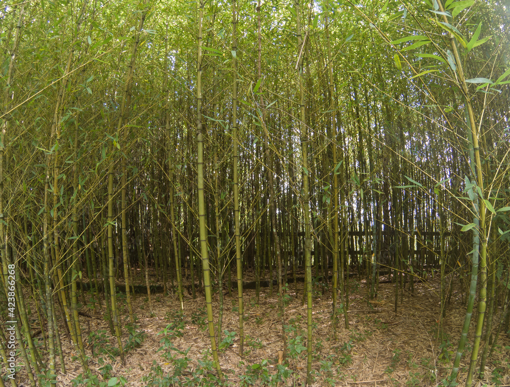 Obraz premium Bamboo