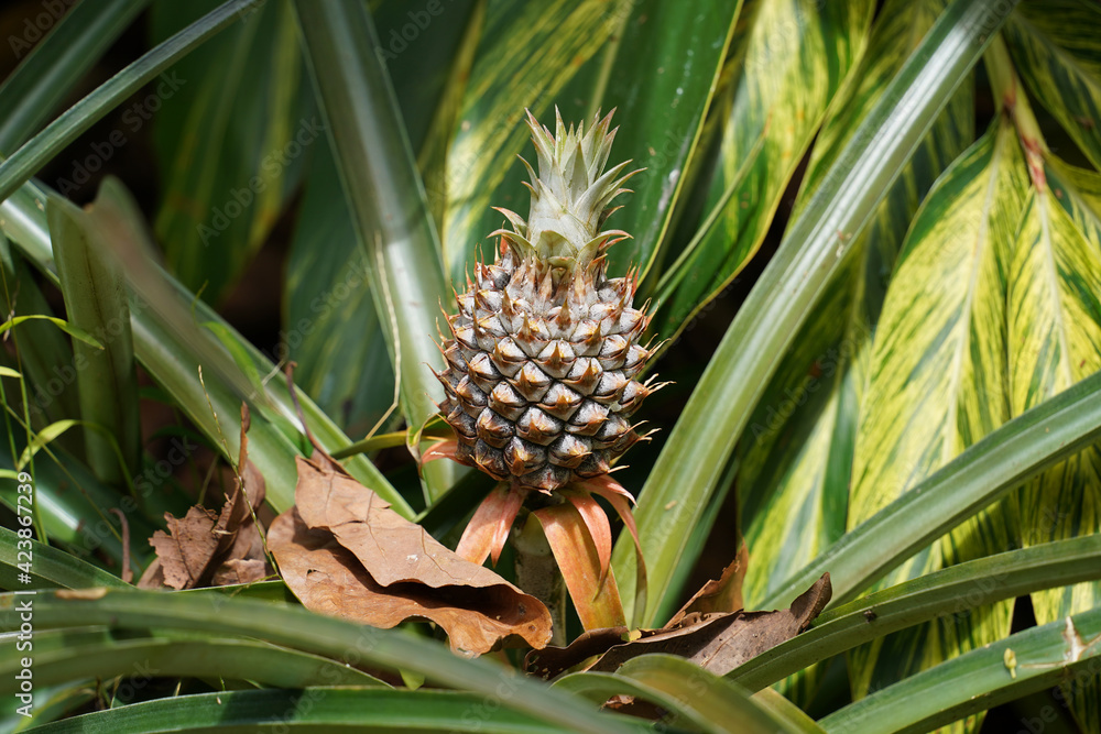 Hawaiian Pineapple