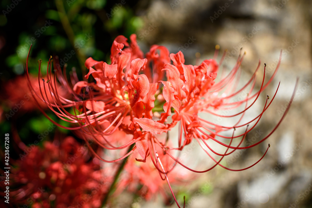 flower flower