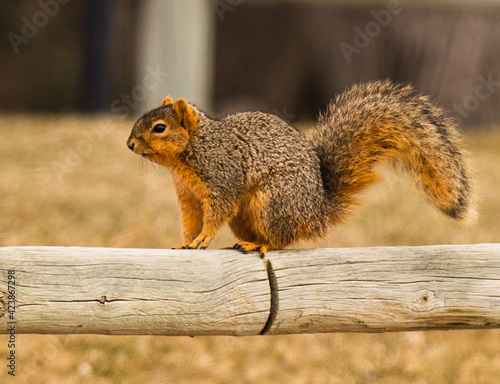 squirrel in the park