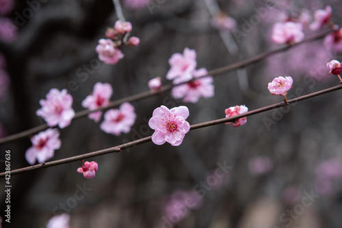 Wallpaper Mural Pink plum blossom in spring Torontodigital.ca