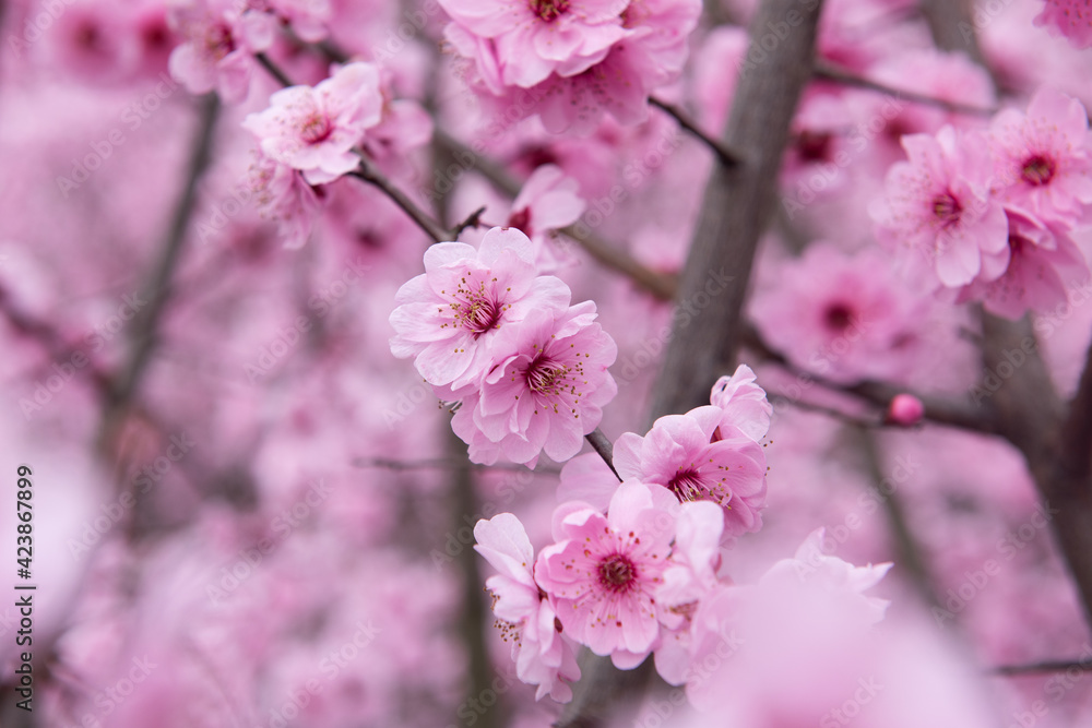 Pink plum blossom in spring Pink plum blossom in spring