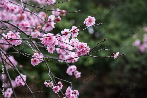 Pink plum blossom in spring