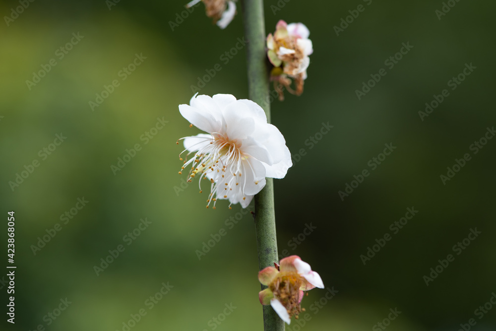 Obraz premium white plum blossom in spring