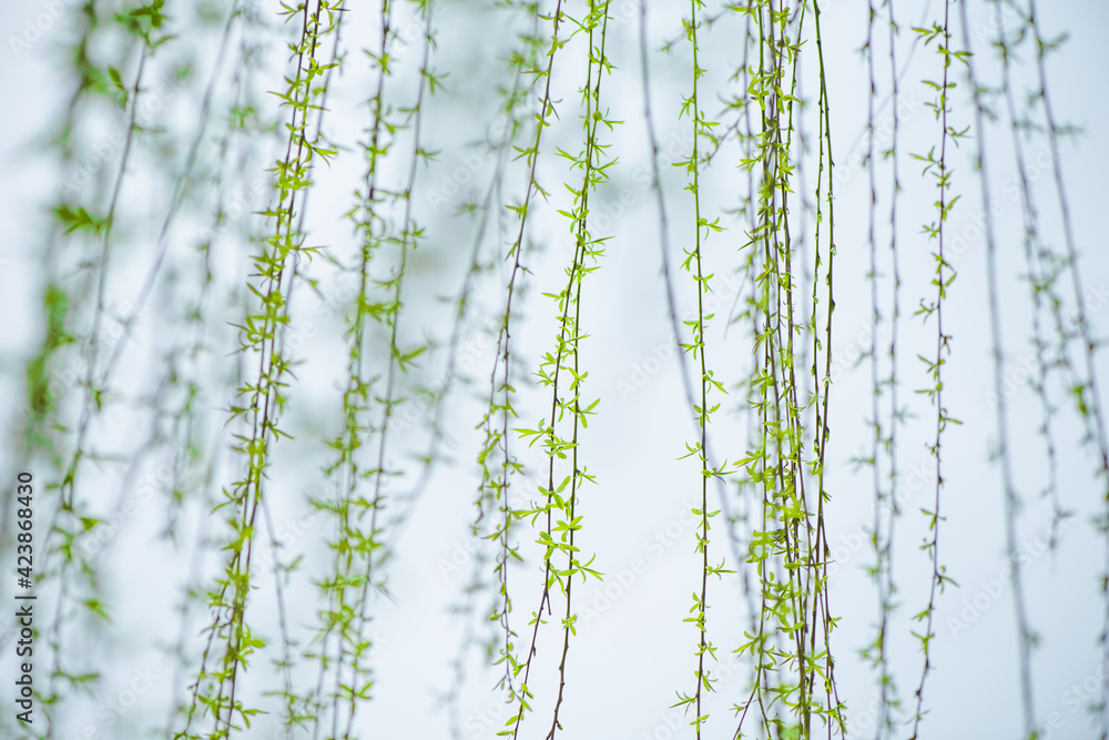 Spring willow new sprout tree Spring willow new sprout tree