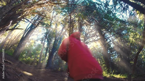 Woman hikes in a marvelous forest of Coigüe trees in the National Park Llao Llao, Bariloche, Argentina.  Autumnal season, 4k	 photo