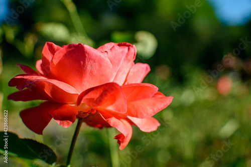 Wallpaper Mural Columbus Park of Roses Torontodigital.ca