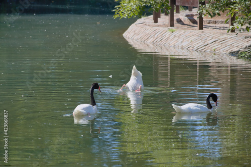 Cisne de cuello negro en los Lagos de Palermo photo