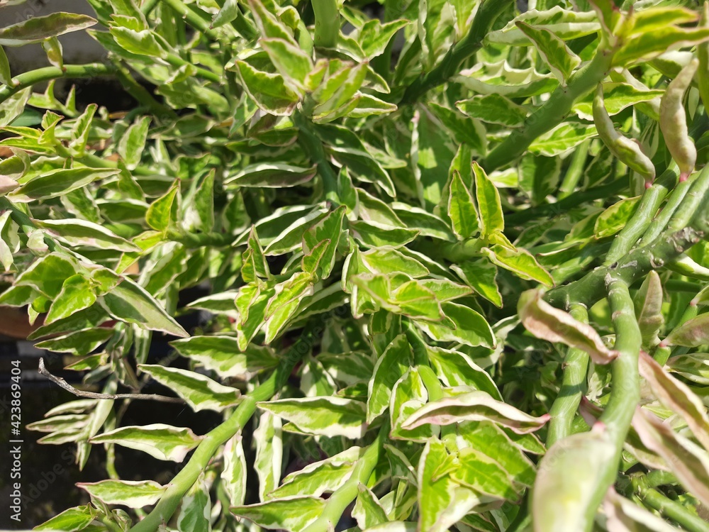 devil's backbone plant foliage close-up devil's backbone plant foliage close-up