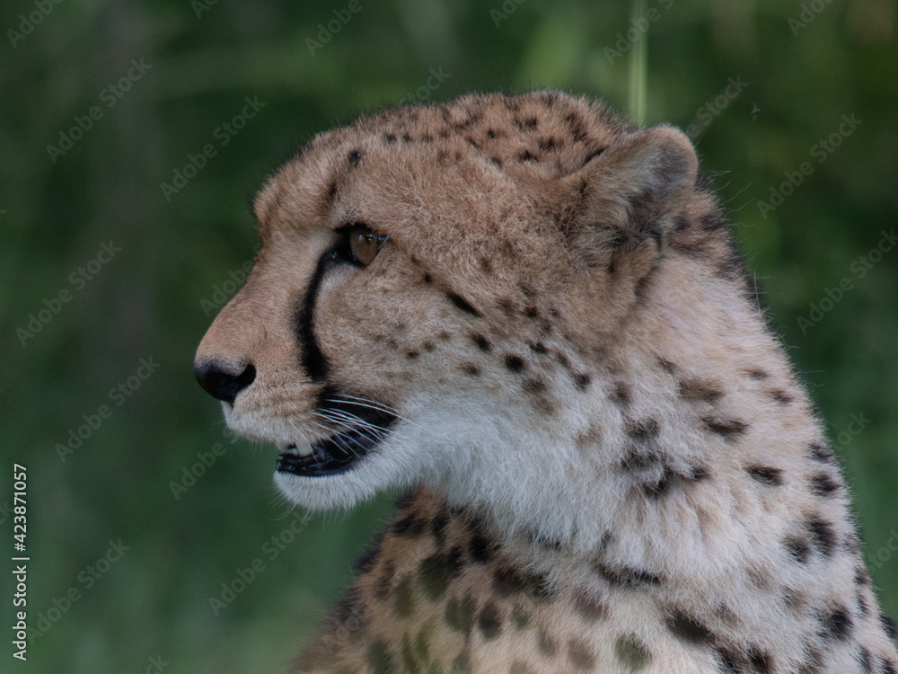 African cheetah, Masai Mara National Park, Kenya, Africa. Cat in nature habitat. Greeting of cats African cheetah, Masai Mara National Park, Kenya, Africa. Cat in nature habitat. Greeting of cats