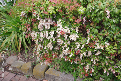 馬酔木の花 photo