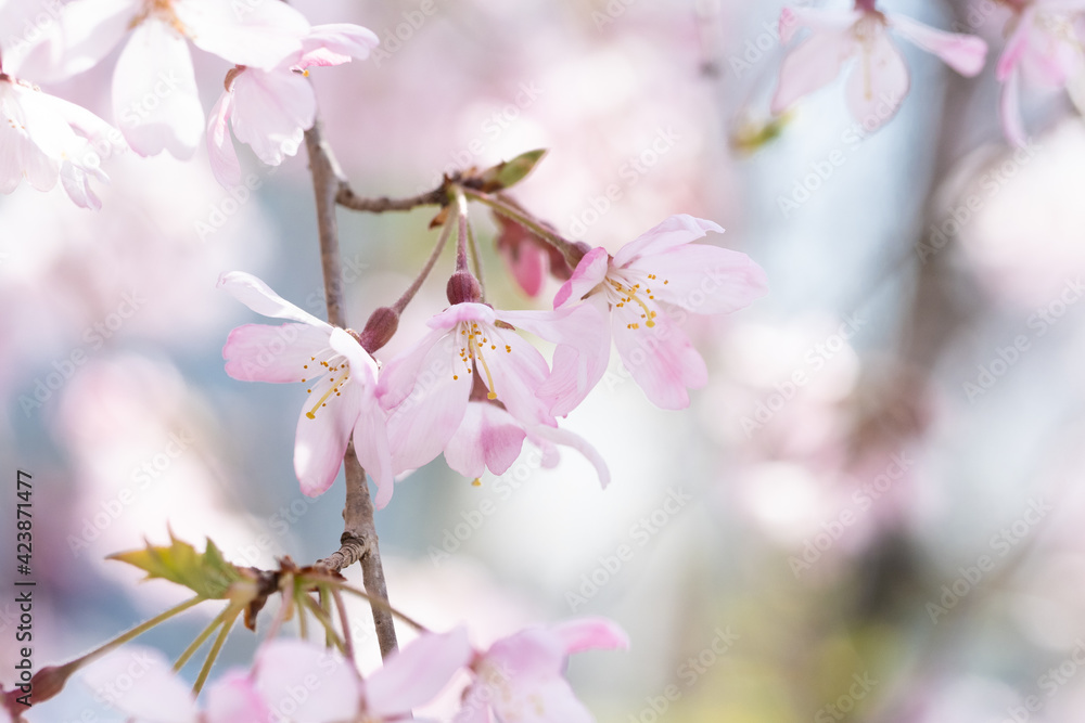 ピンク色のしだれ桜、花びらのクローズアップ