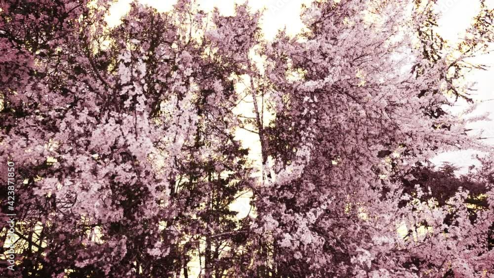 Parade of white and pink spring flowers in close-up, trees in background in double exposure, with a soft white and golden light. Beautiful and decorative springtime scenery, animation seamlessly loopi