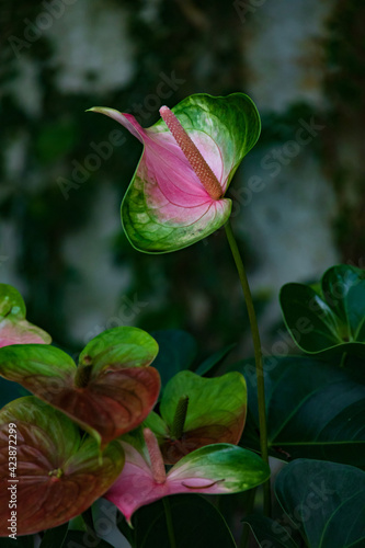 Anthurium Pandola Flower close-up photo