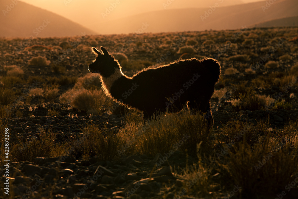 Fototapeta premium silhouette of a llama