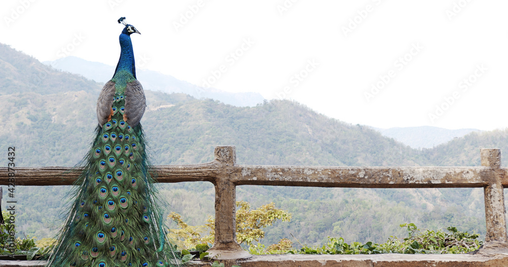 Fototapeta premium Peacock perched on the fence on a clear day with the mountains in the background.