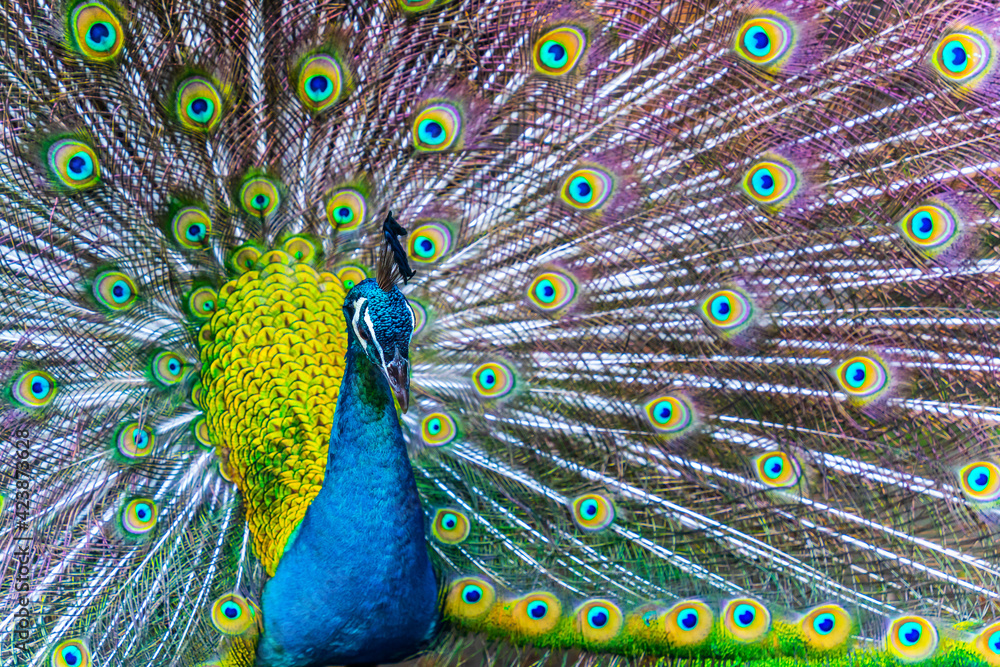 Obraz premium Peacock - peafowl with open tail, beautiful representative exemplar of male peacock in great metalic colors
