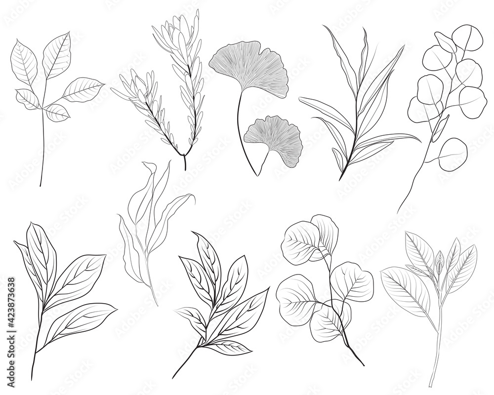 Hand drawn line art flowers. Eucalyptus and gingo biloba black contour drawing. Fine art floral illustration on white background. Black and white elegant line drawing. Can be used for logo, pattern Hand drawn line art flowers. Eucalyptus and gingo biloba black contour drawing. Fine art floral illustration on white background. Black and white elegant line drawing. Can be used for logo, pattern