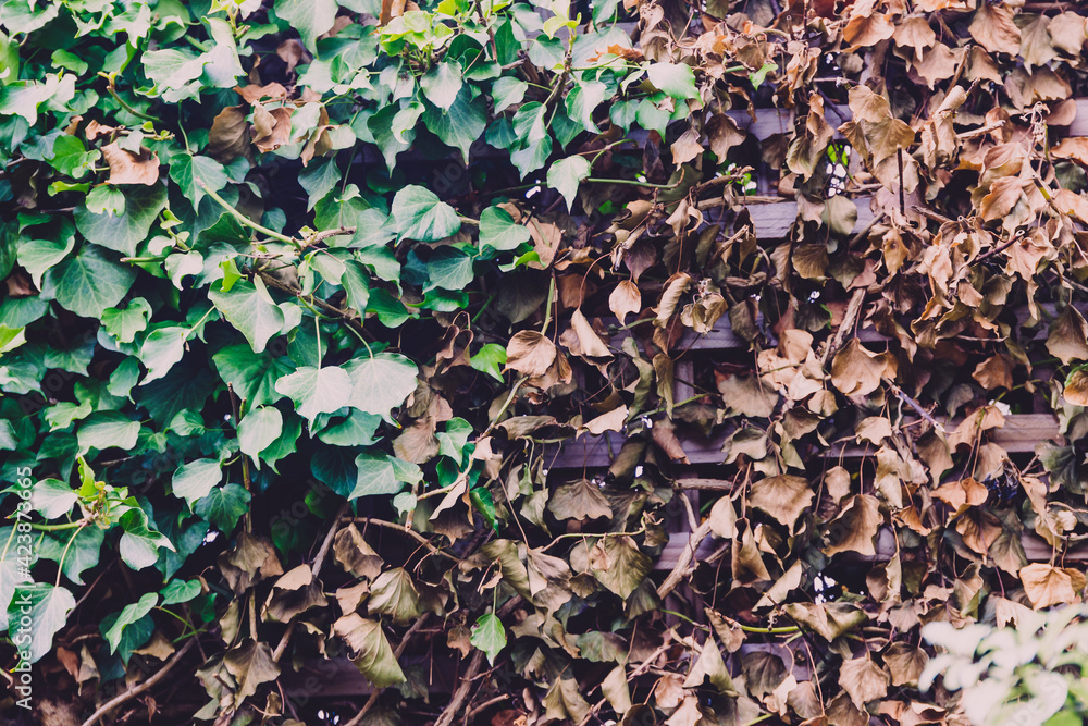 detail of half green half dry dead ivy climber on fence lattice detail of half green half dry dead ivy climber on fence lattice