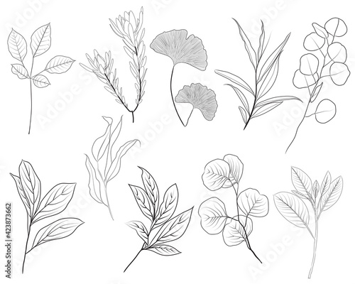Hand drawn line art flowers. Eucalyptus and gingo biloba black contour drawing. Fine art floral illustration on white background. Black and white elegant line drawing. Can be used for logo, pattern