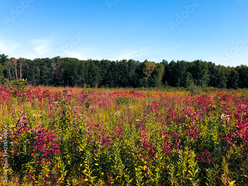 field of flowers