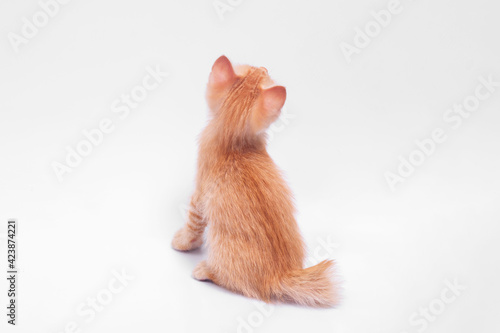 Little orange tabby cat sitting back on white background.