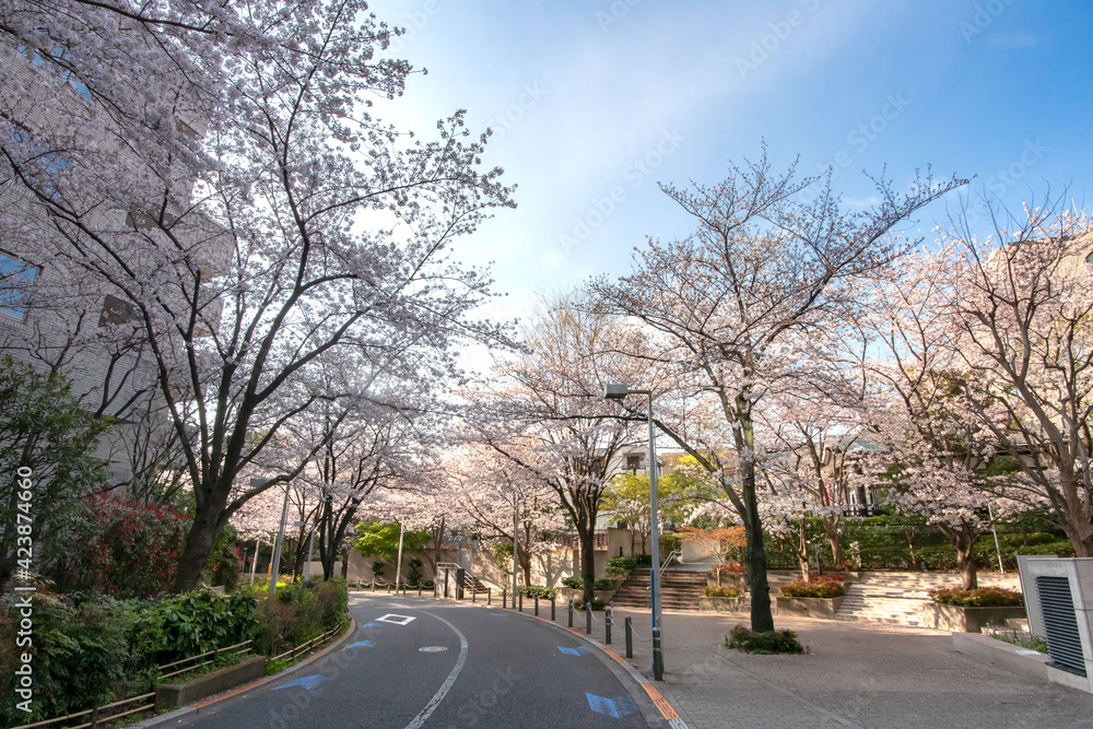 六本木さくら坂の満開の桜